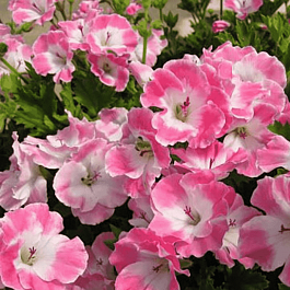Пеларгония королевская Melva Pink