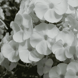 Флокс метельчатый Danielle