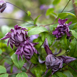 Клематис ботанический Мэри Роуз