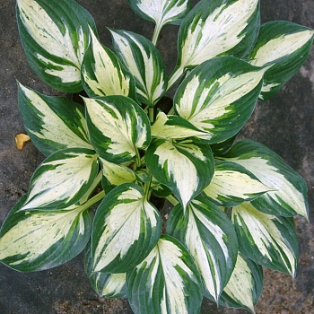 Хоста гибридная Пасфайндер