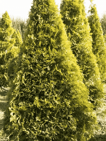 Туя  западная Aurescens