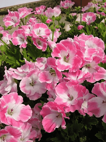Пеларгония королевская Melva Pink