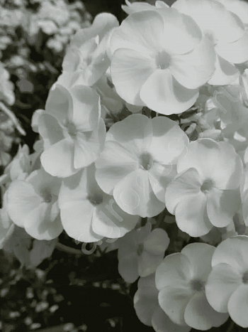 Флокс метельчатый Danielle