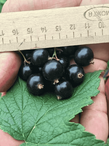 Смородина черная Нара