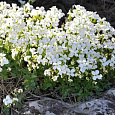 Арабис кавказский Aubris White