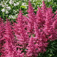 Астильба Арендса Bunter Zauber