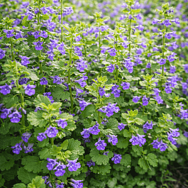 Будра плющевидная