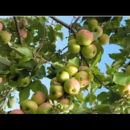 Яблоня Непобедимый Яблоня Непобедимый