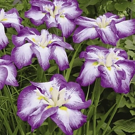 Ирис мечевидный Harlequinesque