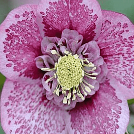 Морозник восточный Single Pink