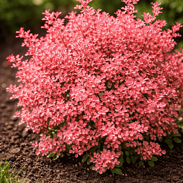 Барбарис Тунберга Inspiration