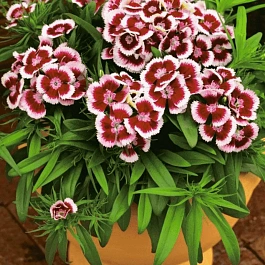 Гвоздика Dart Red Picotte