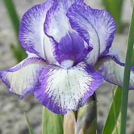 Ирис pum Petite Polka