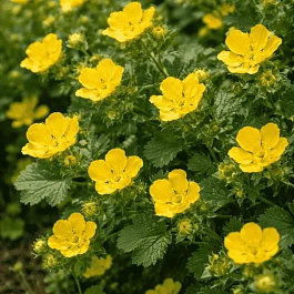 Лапчатка крупноцветковая