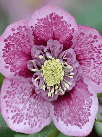 Морозник восточный Single Pink