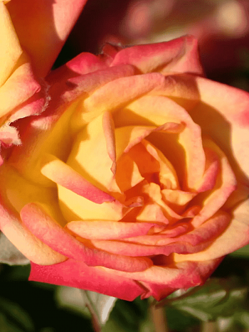 Роза Миниатюрная Little Sunset