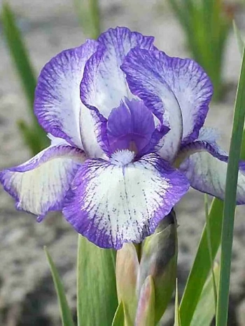 Ирис pum Petite Polka