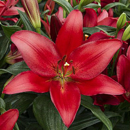 Лилия ЛА-гибрид Коларес