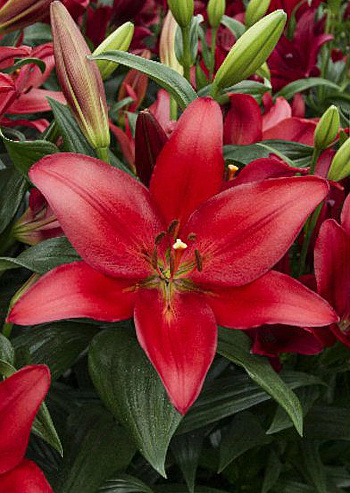 Лилия ЛА-гибрид Коларес