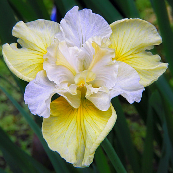 Ирис сибирский Йеллоу Тейл НАБОР 2ШТ (1+1)