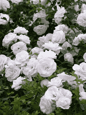 Роза Флорибунда Aspirin Rose