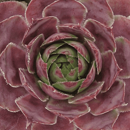 Молодило гибридное Lipari