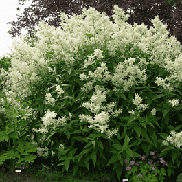 Горец изменчивый