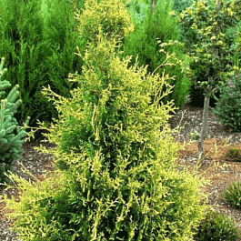 Туя  западная Golden Tip
