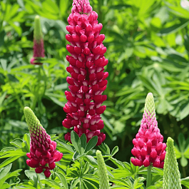 Люпин многолистный The Pages