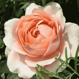 Роза  кустовая Maria Natale
