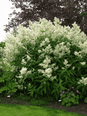 Горец изменчивый