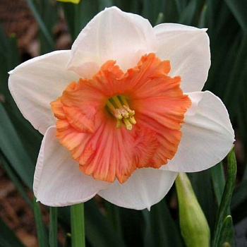 Нарцисс Крупнокорончатый Декой