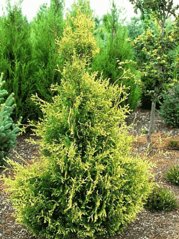 Туя  западная Golden Tip