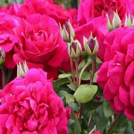 Роза кустовая Tess