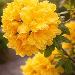 Азалия крупноцветковая Csardas