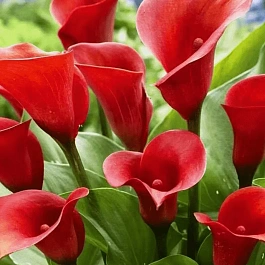 Калла Royal Valentine