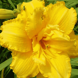 Лилейник Condilla