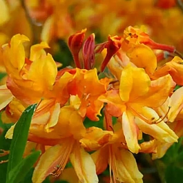 Азалия Orange Hit