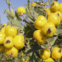 Боярышник Злат