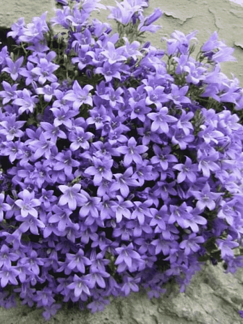 Колокольчик Портеншлага Blue