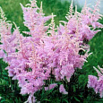 Астильба Арендса Hyazinth