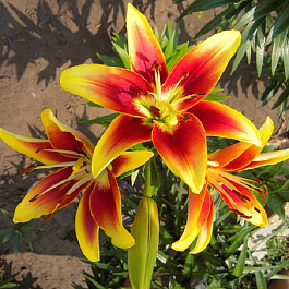 Лилия ОА-гибрид Кавери