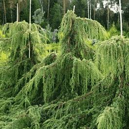 Можжевельник обыкновенный Horstmann