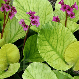 Бадан гибридный Галина Серова