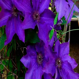 Клематис Moniuszko