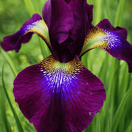 Ирис сибирский Hubbard