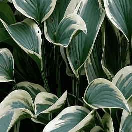 Хоста Wide brim