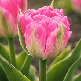 Тюльпан Flash Point