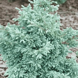 Кипарисовик горохоплодный Baby Blue