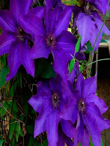 Клематис Moniuszko